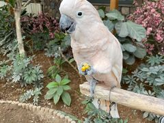 -南宫五洲植物乐园