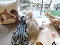 -猫和宫(六道口店)