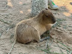 -西霞口神雕山野生动物世界