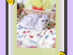 -糯米喵星人总部直营旗舰店·猫舍·幼猫出售