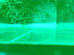 -巴厘龙虾·榜首油焖大虾(洞庭·艺术洋房店)