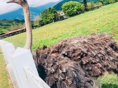 -瑞穗牧场