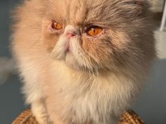 -豆逗聊愈猫阁Easy Life