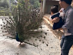 -栾川竹海野生动物园