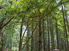 -日照海滨国家森林公园