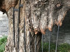 -元大都城垣遗址公园