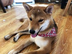 -柴犬高等学院·狗咖·柴犬售卖·宠物训练