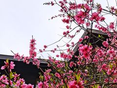 -阳澄湖半岛旅游度假区