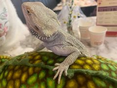 -FAIRYLAND龙族星球主题餐厅(凯丹广场店)