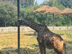 -北京野生动物园