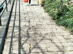 -上海佘山国家森林公园西佘山园