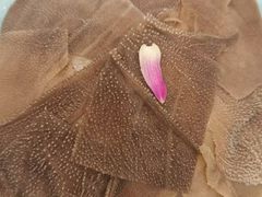 -蜀留香火锅(社会山店)