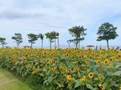 -野狸岛