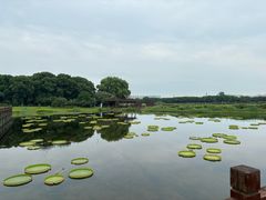 -荷塘月色湿地公园·向阳花洲