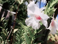 -自然餐厅(Phuket)