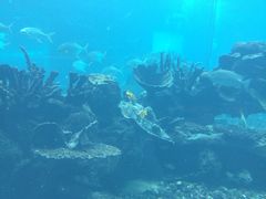 -海棠湾洲际-涛·海底餐厅·美人鱼·自助餐·海底隧道