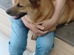 -宠福鑫康馨动物医院·骨科·眼科