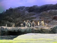 -新加坡飞禽公园