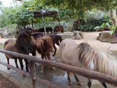 -海南热带野生动植物园