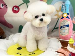 -樱桃家的宠物店(君安花园店)