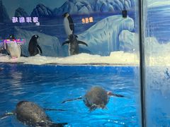 -重庆欢乐海底世界