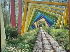 -合肥滨湖国家森林公园