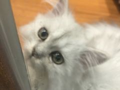 -龟与熊猫宠物公园(南坪店)