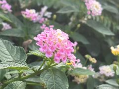 -大妙火锅·非物质文化遗产(东湖公园店)