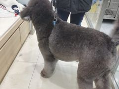-宠福鑫康馨动物医院·骨科·眼科