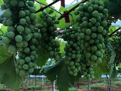 -海堤葡萄园中小学生研学基地