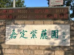 -嘉定紫藤园