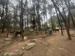 -铁山坪森林公园