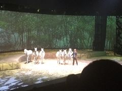 -cavalia·舞马
