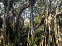 -瑞丽独树成林风景区