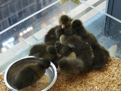 -怪兽屋·羊驼·猫咖·狗咖(俊华广场店)