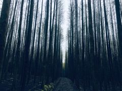 -山王坪喀斯特国家生态公园