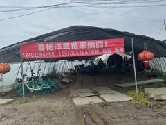 -喜杨洋草莓采摘园