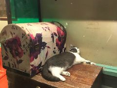 -猫咪博物馆(顶澳仔猫街店)