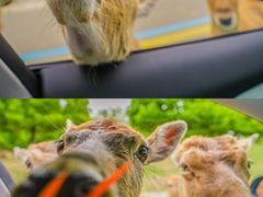 -常州淹城野生动物世界