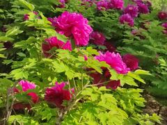 -郑州方特梦幻王国