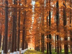 -黄海国家森林公园