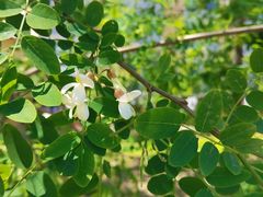 -半天妖烤鱼(芝罘万达店)