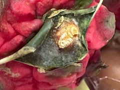 -大润发(东关世茂店)