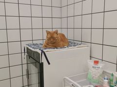 -Pets First伊珊娜洗护·精致美容·家庭式寄养(新会路店)