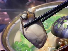 -千岛蚝高压锅生蚝·人参火锅(白云万达店)