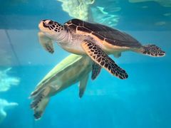 -广东惠东海龟国家级自然保护区