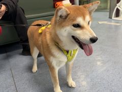 -顺强宠物诊所·狂犬免疫·夜诊·骨科(嘉定店)