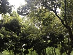 -重庆市江北嘴中央商务区中央公园