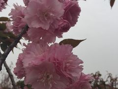 -代木儿回锅肉