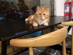-平行世界·猫咖(首经贸店)
